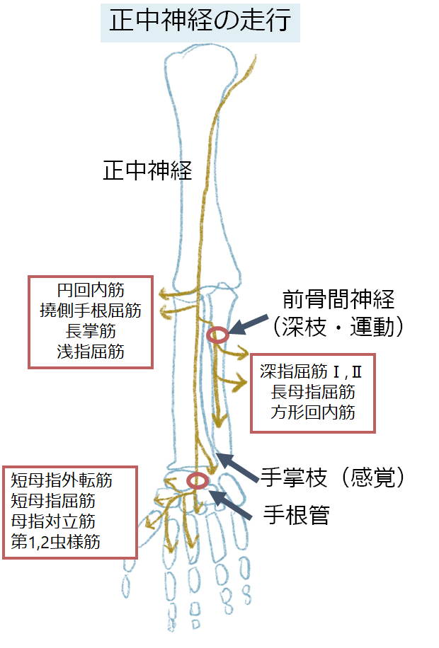 正中神経(Median Nerve) - 都島整形外科クリニックブログ