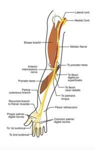 正中神経(Median Nerve）のアイキャッチ画像